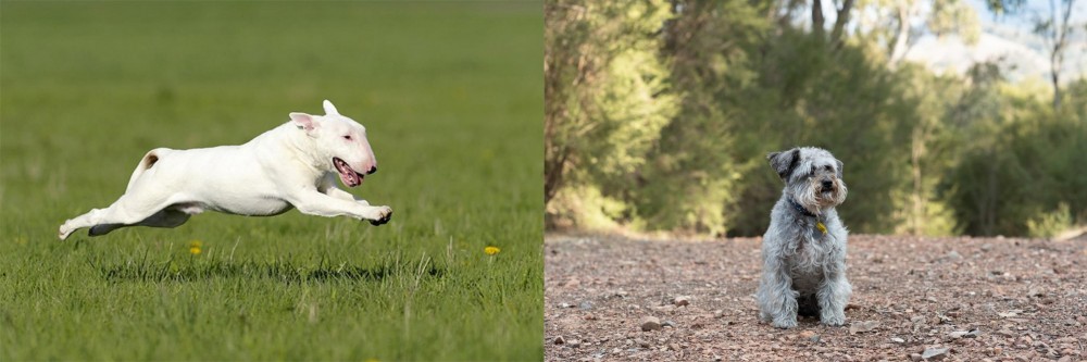 Schnoodle vs Bull Terrier - Breed Comparison