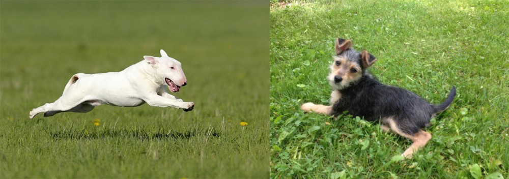Schnorkie vs Bull Terrier - Breed Comparison