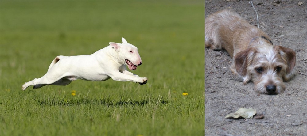 Schweenie vs Bull Terrier - Breed Comparison