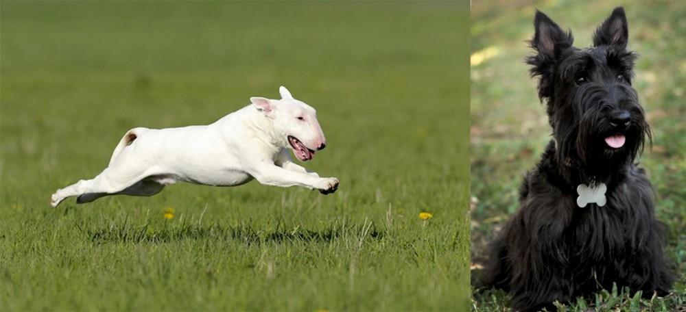 Scoland Terrier vs Bull Terrier - Breed Comparison