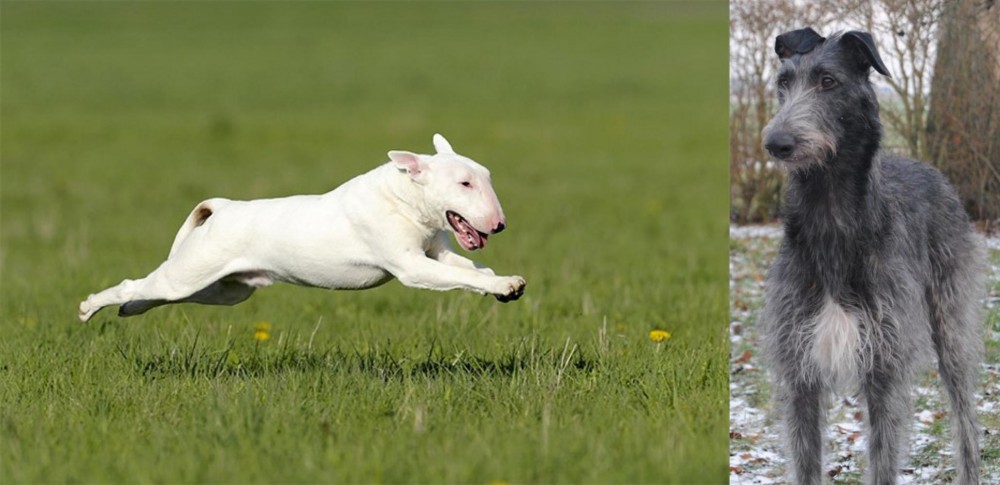 Scottish Deerhound vs Bull Terrier - Breed Comparison