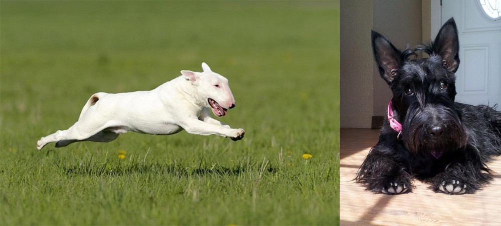 Scottish Terrier vs Bull Terrier - Breed Comparison