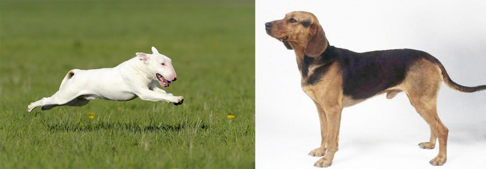 Serbian Hound vs Bull Terrier - Breed Comparison