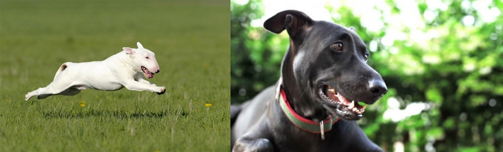 Shepard Labrador vs Bull Terrier - Breed Comparison