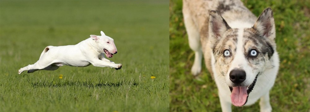 Shepherd Husky vs Bull Terrier - Breed Comparison