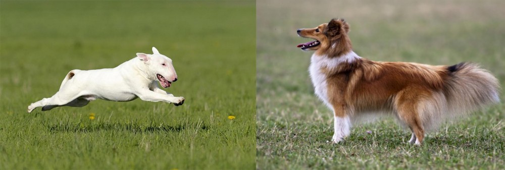 Shetland Sheepdog vs Bull Terrier - Breed Comparison