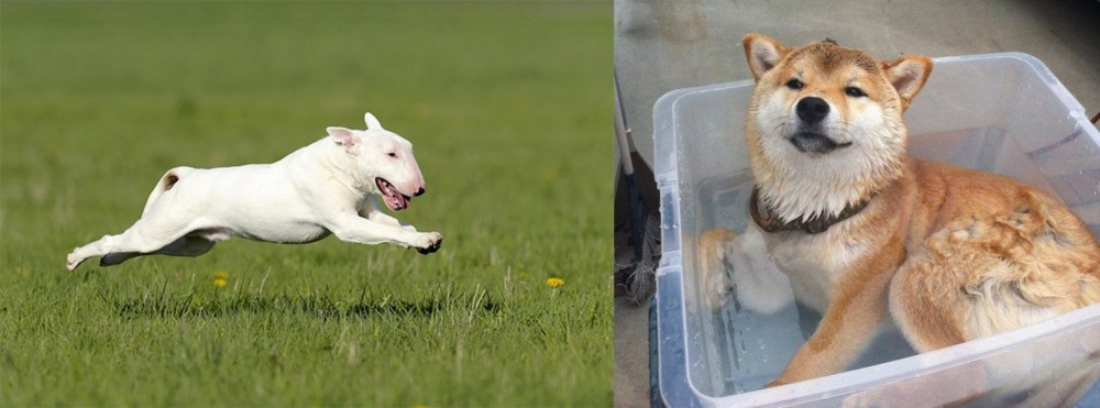 Shiba Inu vs Bull Terrier - Breed Comparison