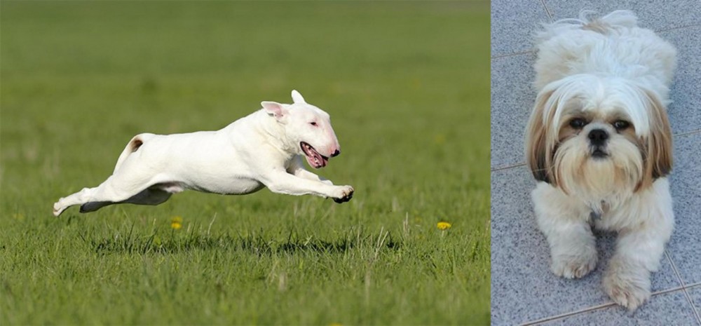 Shih Tzu vs Bull Terrier - Breed Comparison