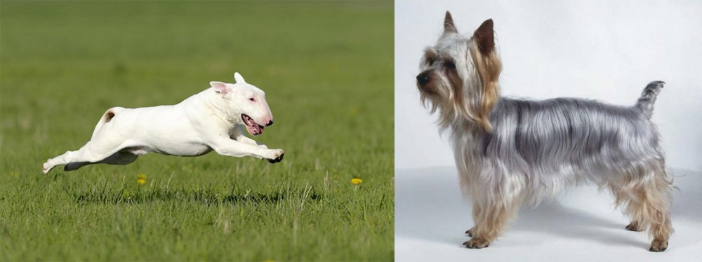Silky Terrier vs Bull Terrier - Breed Comparison