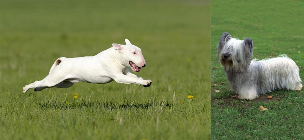Skye Terrier vs Bull Terrier - Breed Comparison