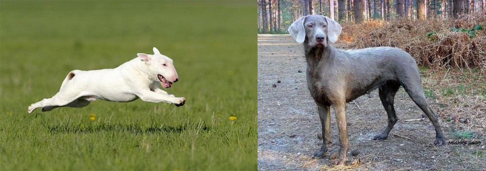 Slovensky Hrubosrsty Stavac vs Bull Terrier - Breed Comparison
