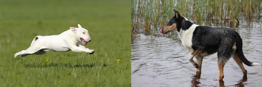 Smooth Collie vs Bull Terrier - Breed Comparison
