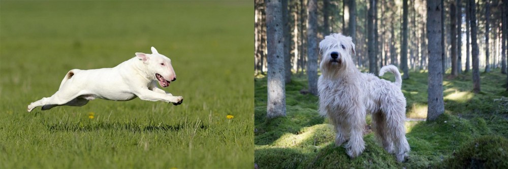 Soft-Coated Wheaten Terrier vs Bull Terrier - Breed Comparison