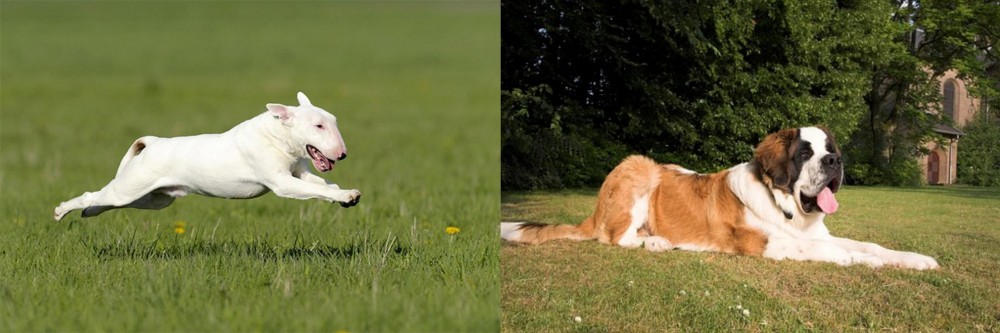 St. Bernard vs Bull Terrier - Breed Comparison