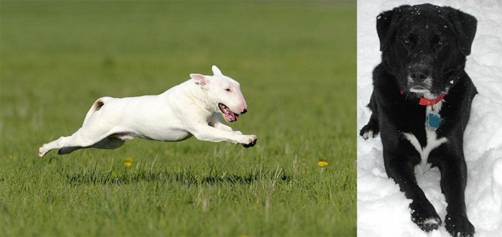 St. John's Water Dog vs Bull Terrier - Breed Comparison