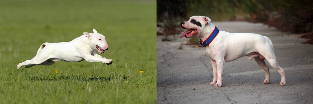 Staffordshire Bull Terrier vs Bull Terrier - Breed Comparison