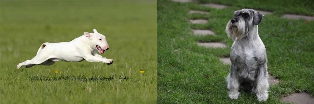 Standard Schnauzer vs Bull Terrier - Breed Comparison