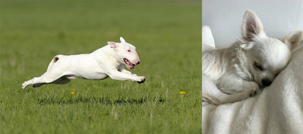 Tea Cup Chihuahua vs Bull Terrier - Breed Comparison