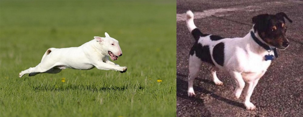 Teddy Roosevelt Terrier vs Bull Terrier - Breed Comparison
