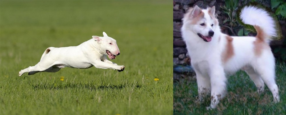 Thai Bangkaew vs Bull Terrier - Breed Comparison