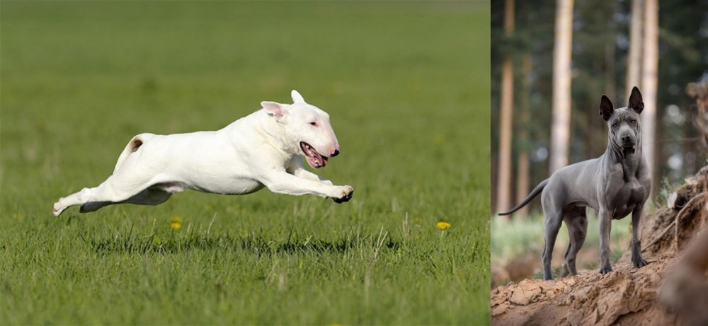 Thai Ridgeback vs Bull Terrier - Breed Comparison