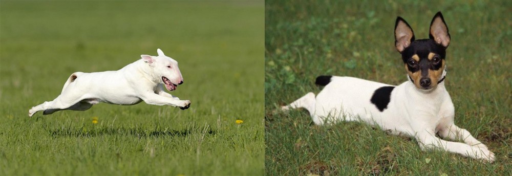 Toy Fox Terrier vs Bull Terrier - Breed Comparison