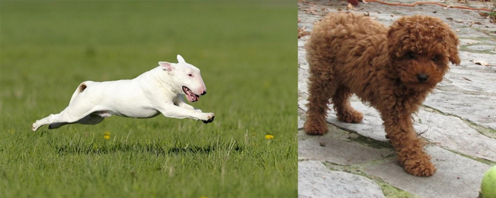 Toy Poodle vs Bull Terrier - Breed Comparison