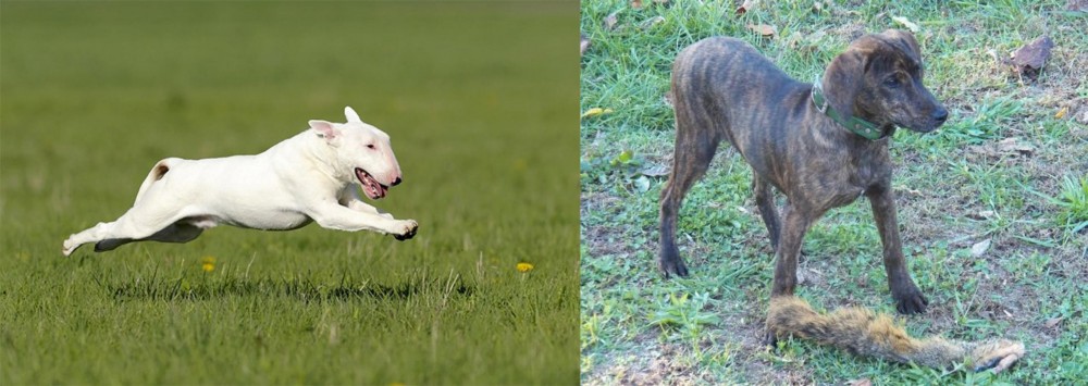 Treeing Cur vs Bull Terrier - Breed Comparison