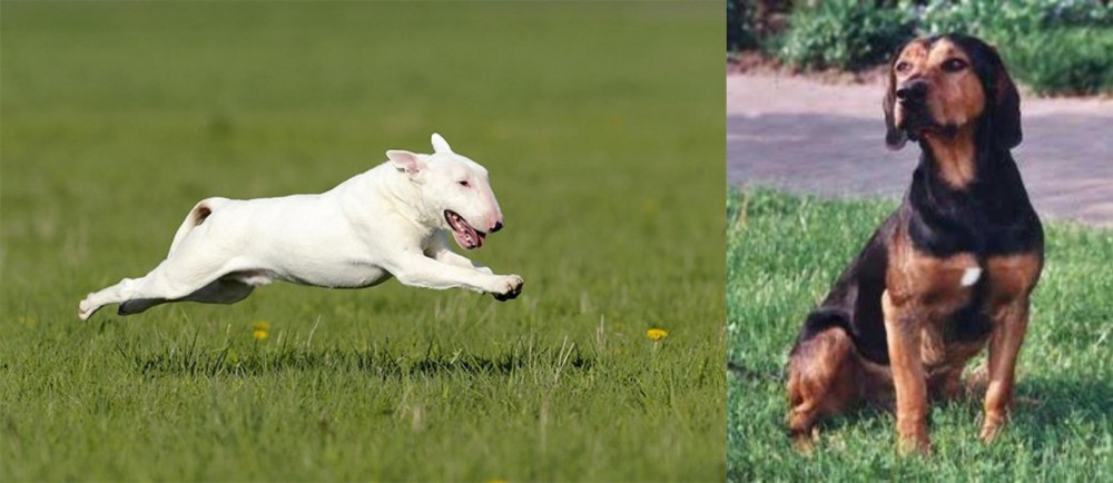 Tyrolean Hound vs Bull Terrier - Breed Comparison