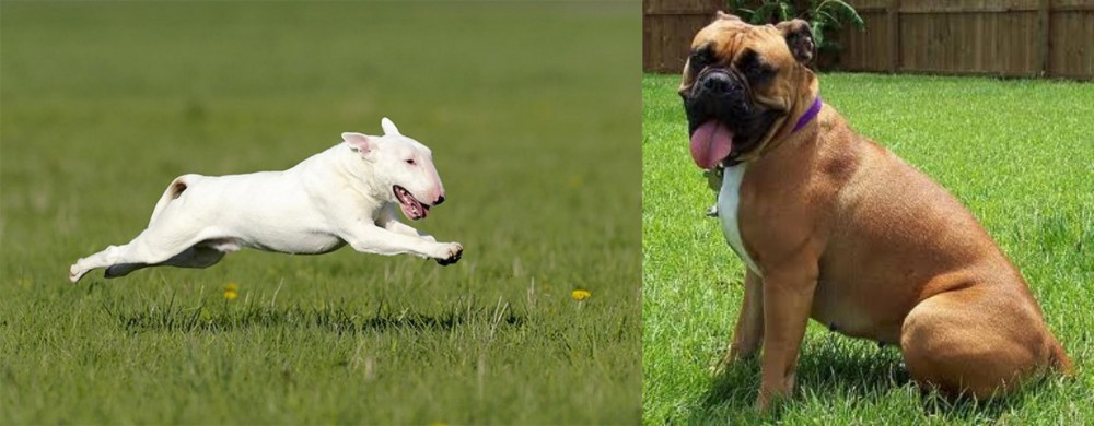 Valley Bulldog vs Bull Terrier - Breed Comparison