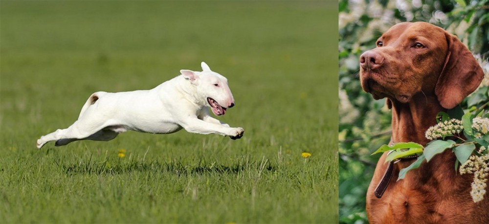 Vizsla vs Bull Terrier - Breed Comparison