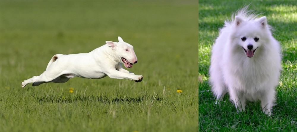 Volpino Italiano vs Bull Terrier - Breed Comparison