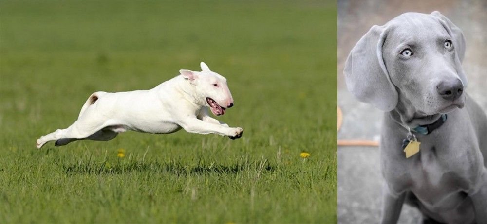 Weimaraner vs Bull Terrier - Breed Comparison