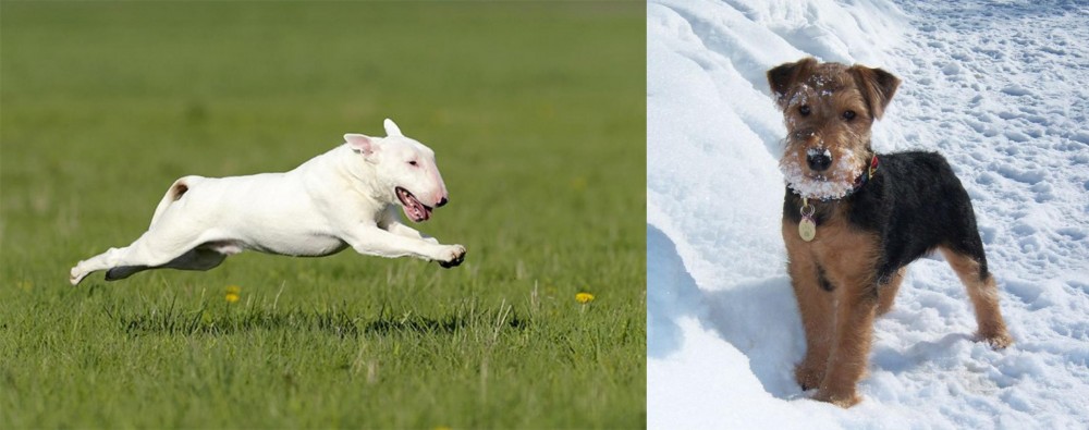 Welsh Terrier vs Bull Terrier - Breed Comparison