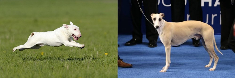 Whippet vs Bull Terrier - Breed Comparison