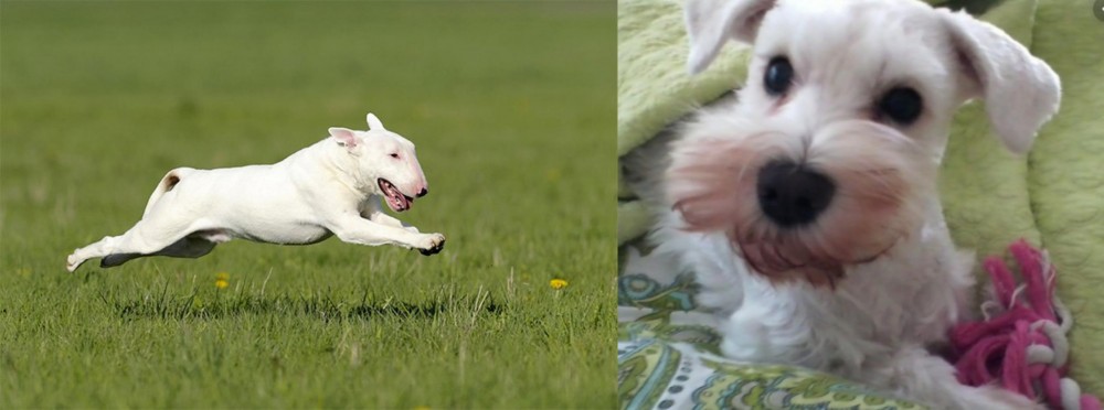 White Schnauzer vs Bull Terrier - Breed Comparison