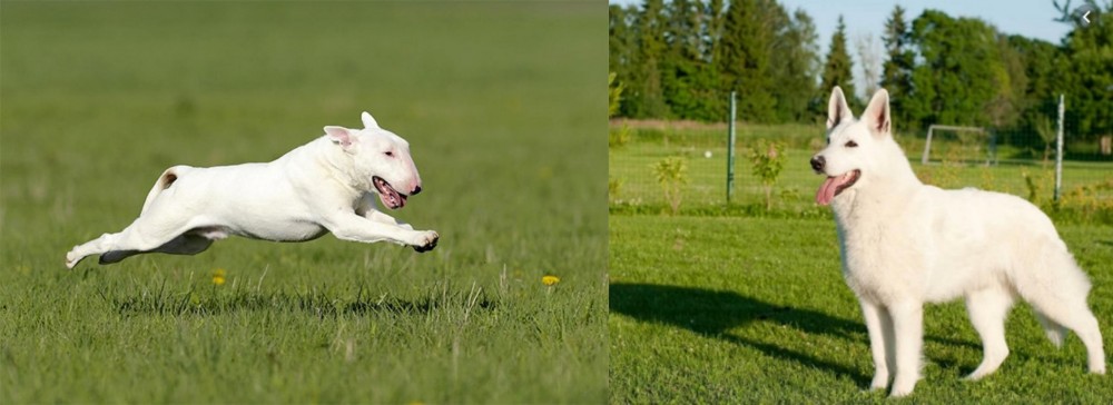 White Shepherd vs Bull Terrier - Breed Comparison