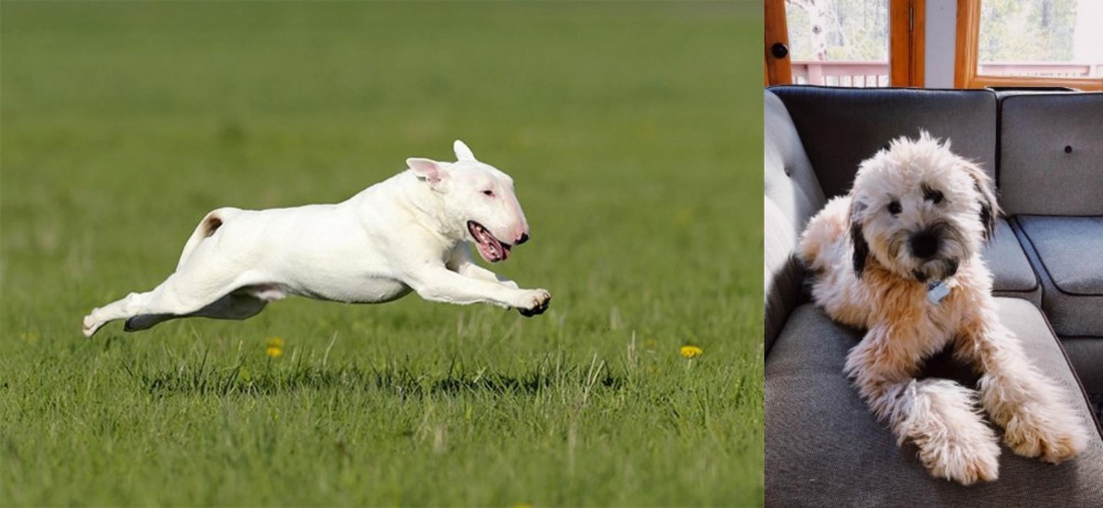 Whoodles vs Bull Terrier - Breed Comparison