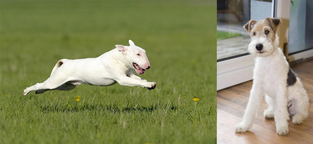 Wire Fox Terrier vs Bull Terrier - Breed Comparison