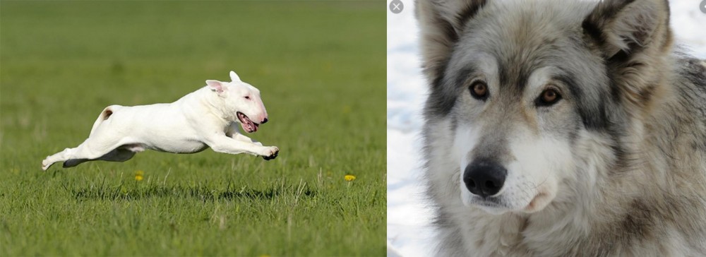 Wolfdog vs Bull Terrier - Breed Comparison