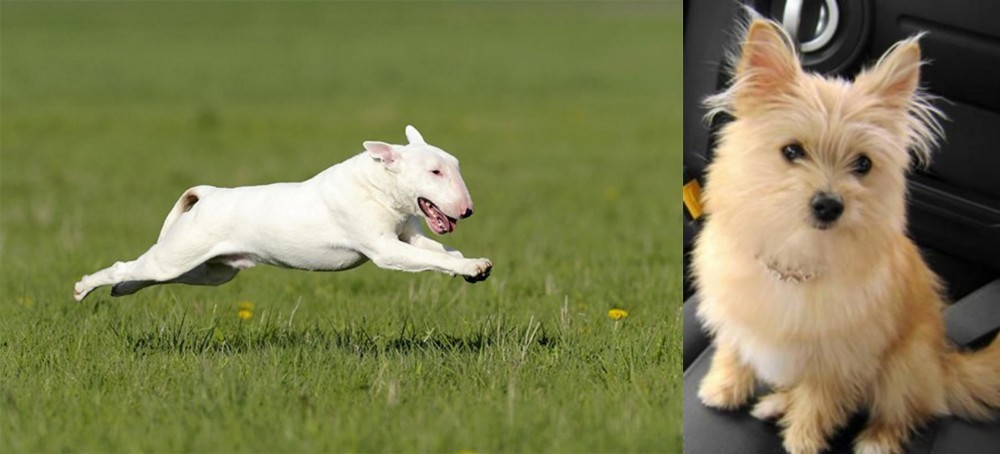 Yoranian vs Bull Terrier - Breed Comparison