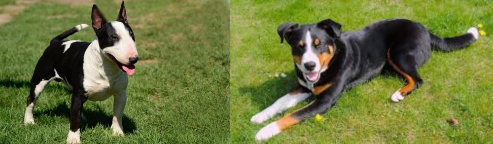 Appenzell Mountain Dog vs Bull Terrier Miniature - Breed Comparison