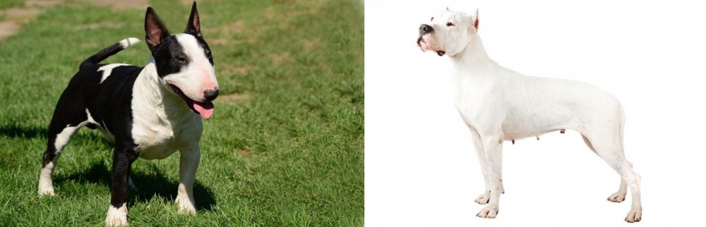 Argentine Dogo vs Bull Terrier Miniature - Breed Comparison