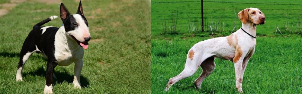 Ariege Pointer vs Bull Terrier Miniature - Breed Comparison