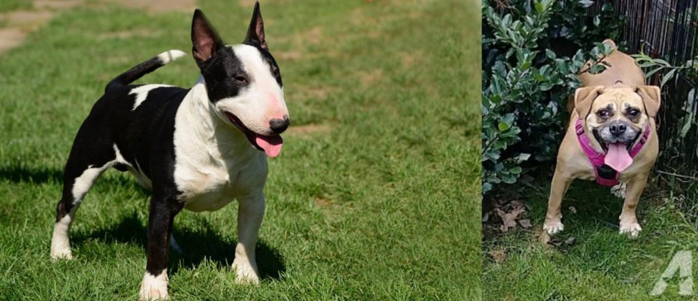 Beabull vs Bull Terrier Miniature - Breed Comparison