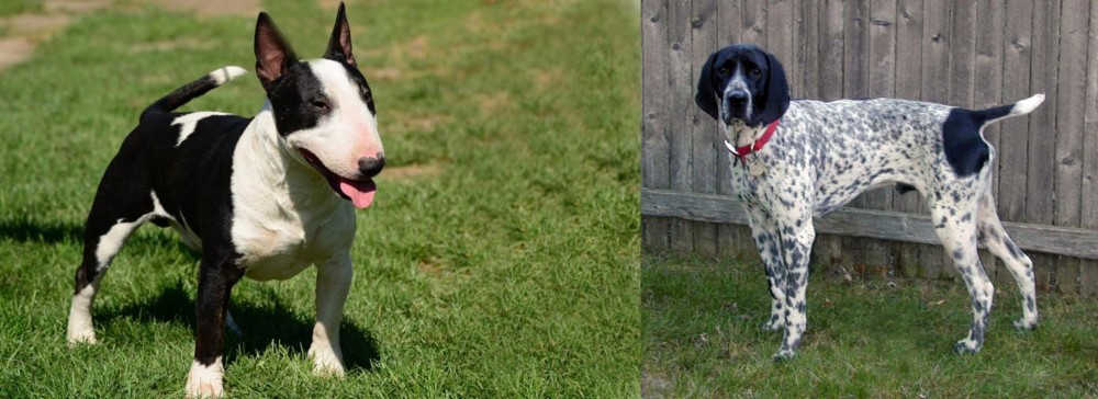 Braque d'Auvergne vs Bull Terrier Miniature - Breed Comparison