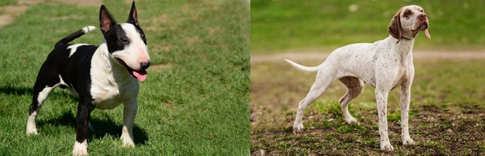 Braque du Bourbonnais vs Bull Terrier Miniature - Breed Comparison