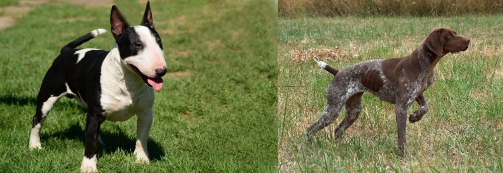 Braque Francais vs Bull Terrier Miniature - Breed Comparison