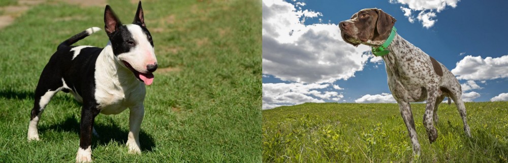 Braque Francais (Pyrenean Type) vs Bull Terrier Miniature - Breed Comparison