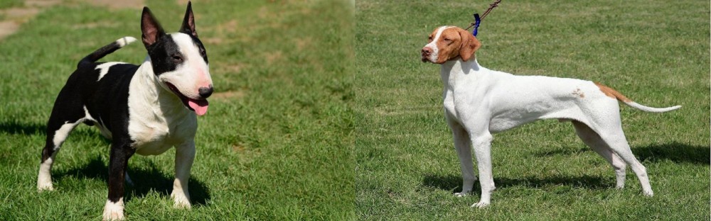 Braque Saint-Germain vs Bull Terrier Miniature - Breed Comparison